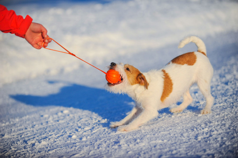 Лайкер Лайн Collar Liker Line м'яч-іграшка на кордовій стрічці для собак, діаметр м'яча 7 см, довжина стрічки 35 см